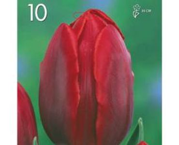 Лале Single Early